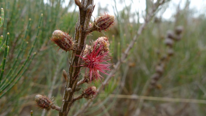 Stunted She-Oak photo 3