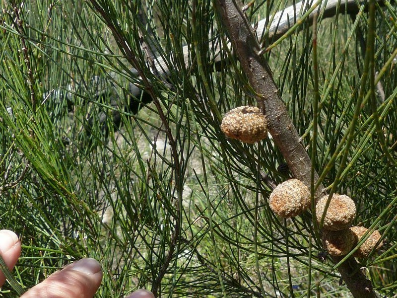 Stunted She-Oak photo 5