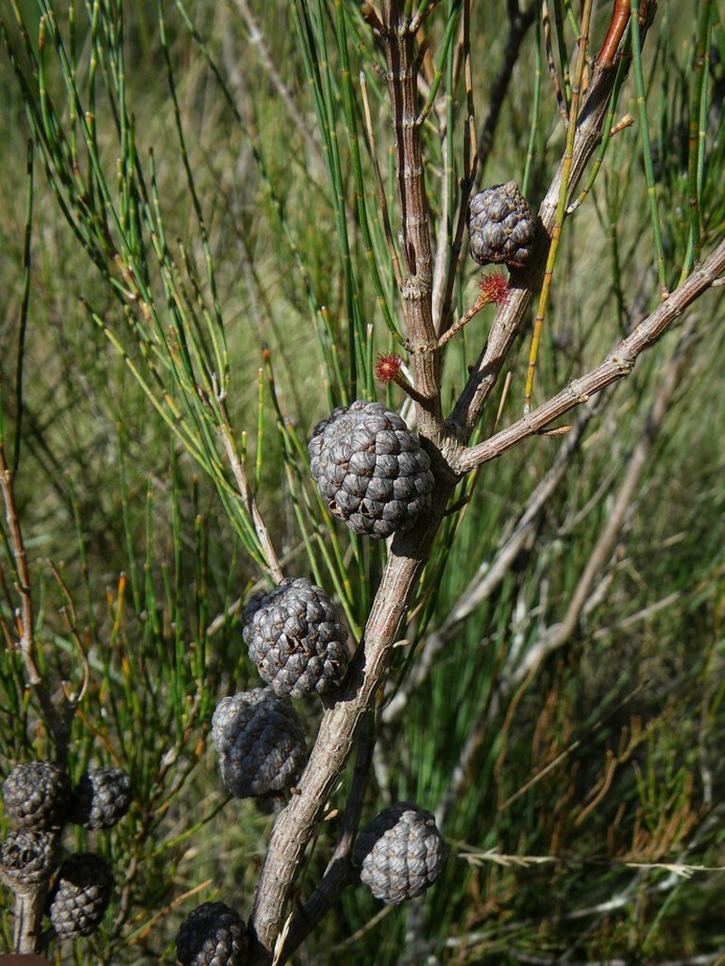 Allocasuarina ophiolitica