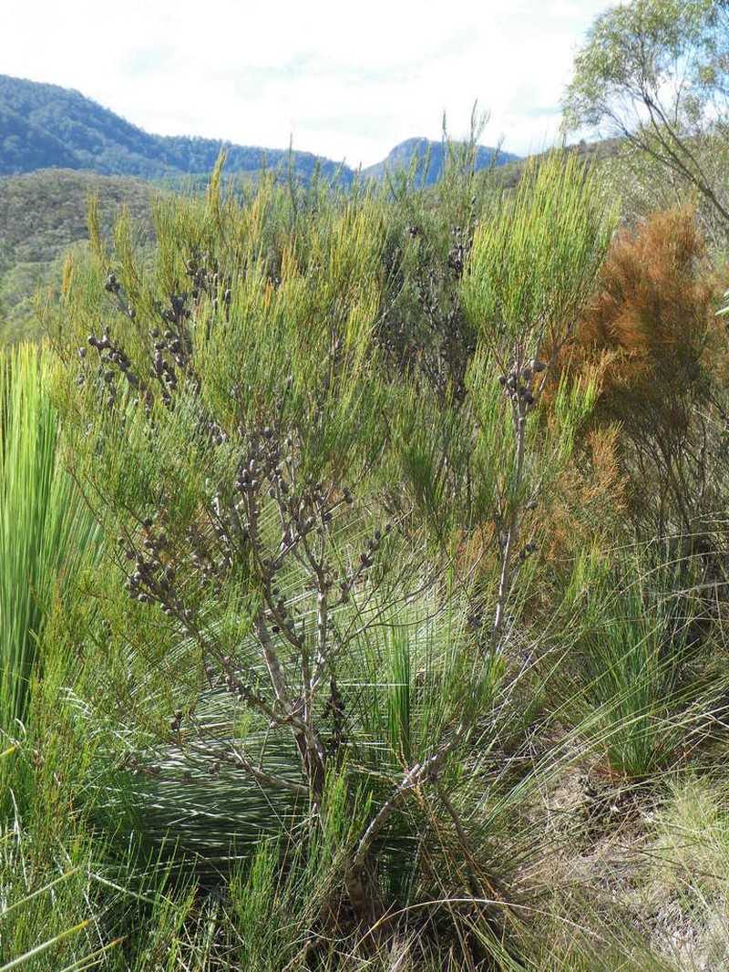 Allocasuarina ophiolitica photo 2