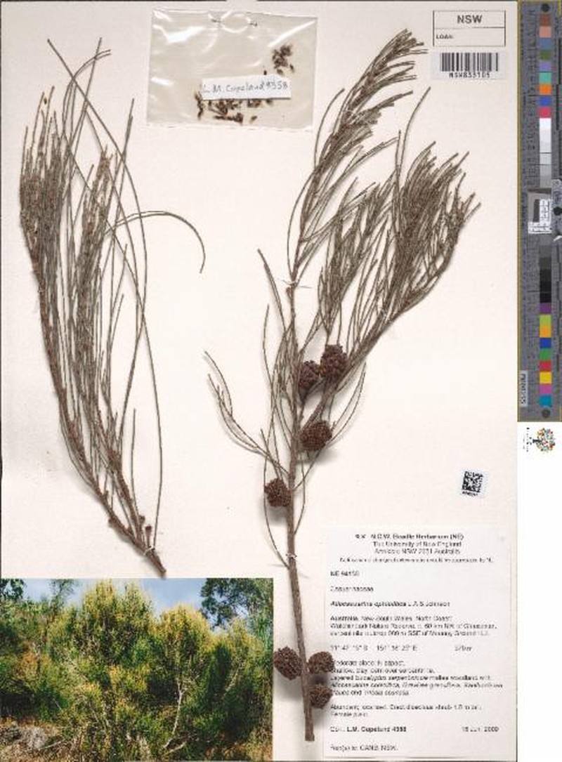 Allocasuarina ophiolitica photo 3