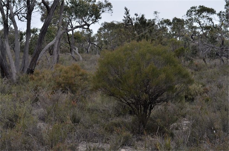 Scrub She-Oak photo 2