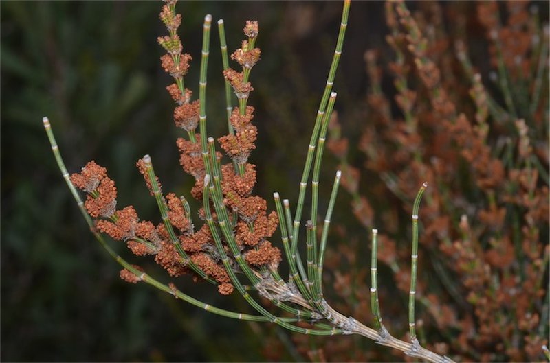 Scrub She-Oak photo 3