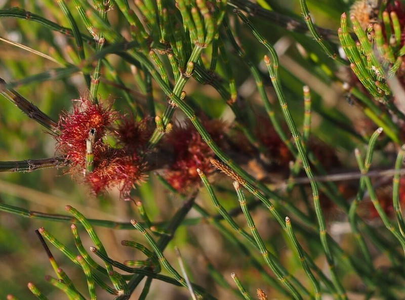 Scrub She-Oak photo 5