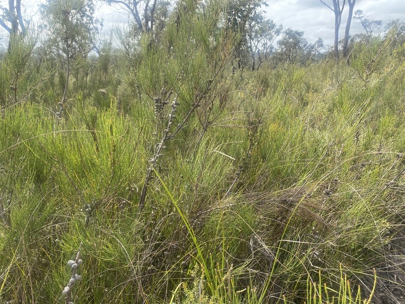 Scrub She-Oak photo 6