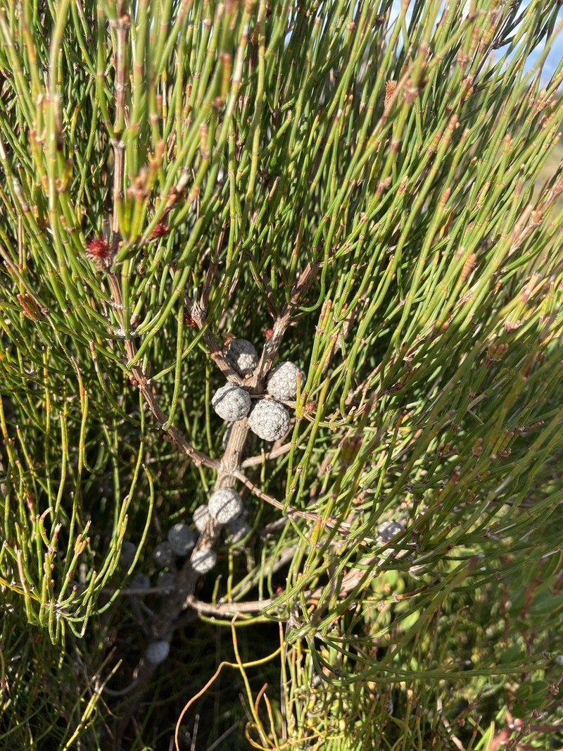 Scrub She-Oak photo 7
