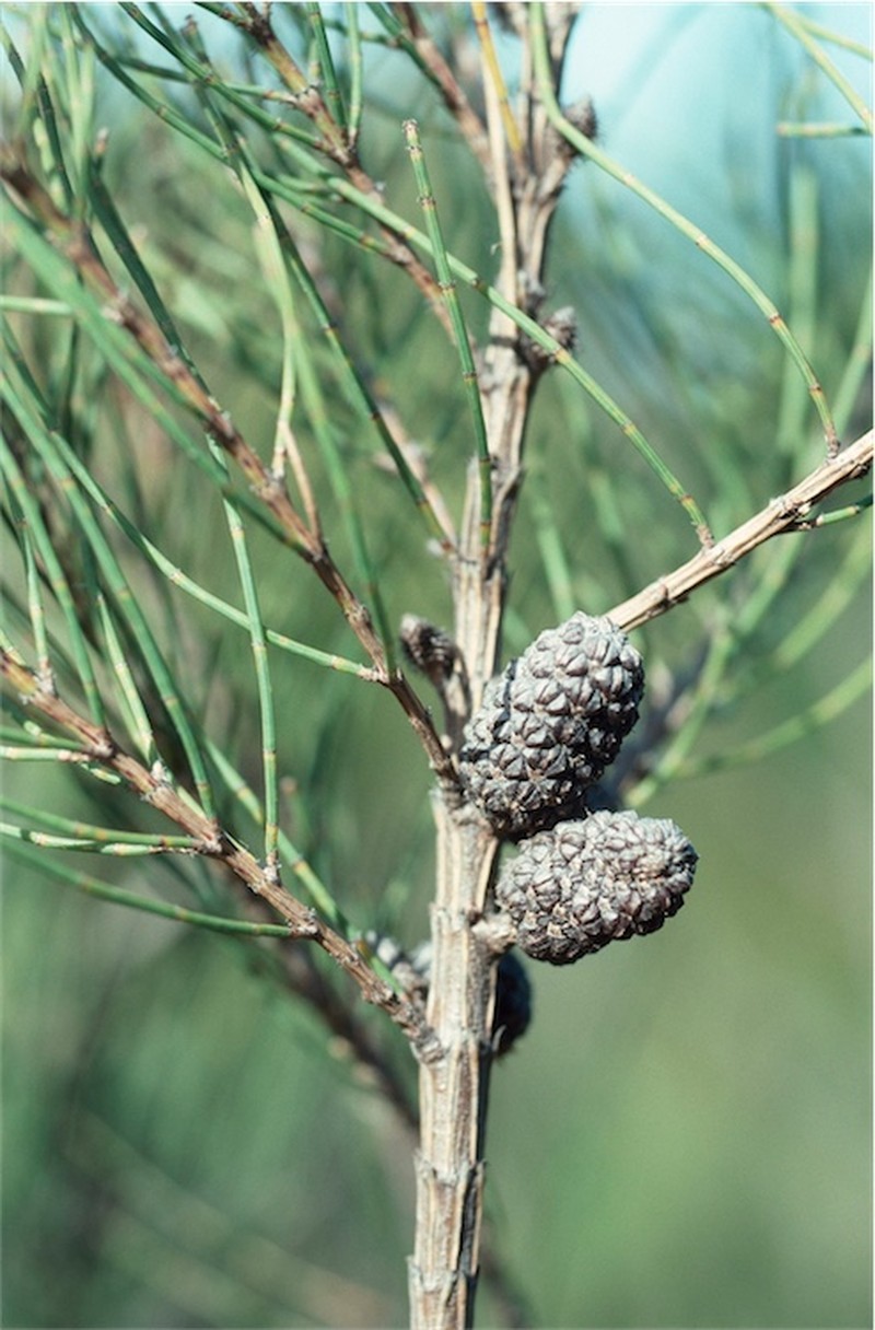 Allocasuarina paradoxa