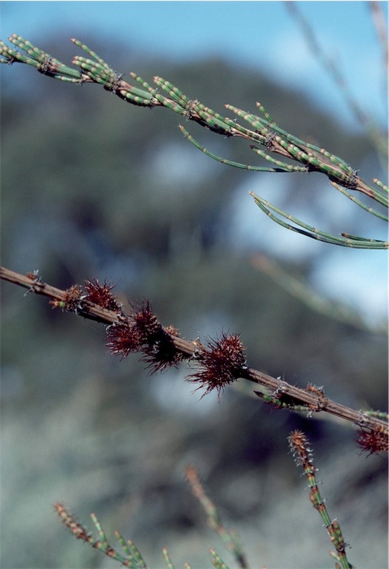 Allocasuarina paradoxa photo 2