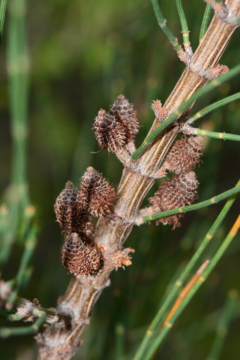Allocasuarina paradoxa photo 3