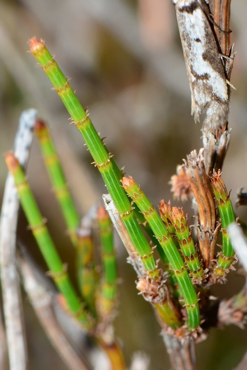 Allocasuarina paradoxa photo 4