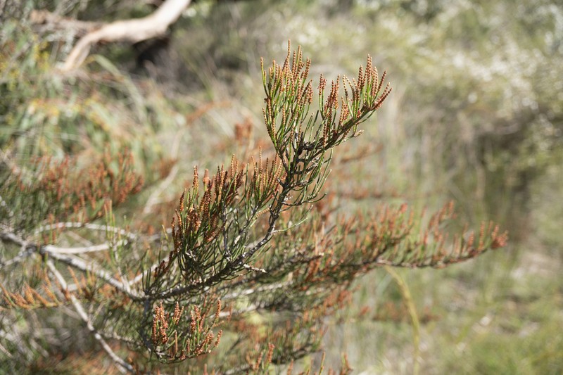 Allocasuarina paradoxa photo 5