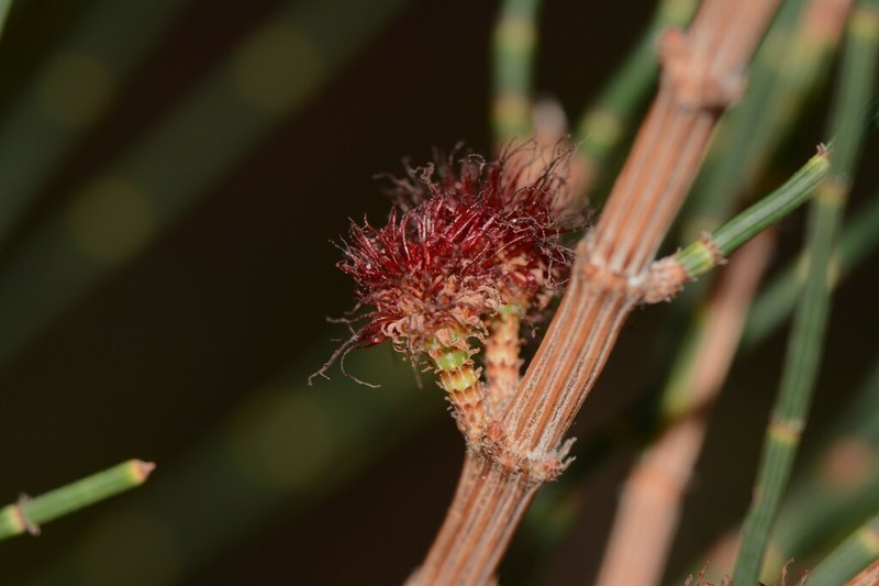 Allocasuarina paradoxa photo 7