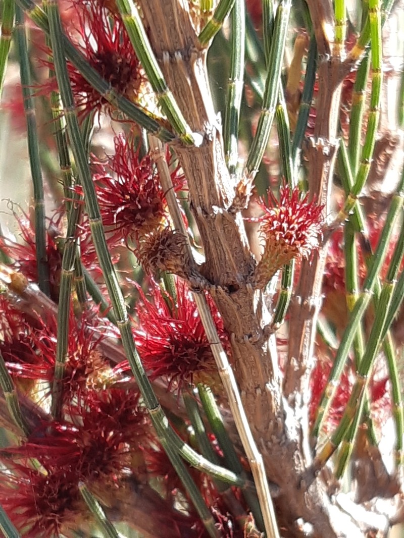 Allocasuarina paradoxa photo 8