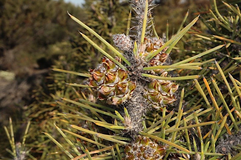 Allocasuarina pinaster