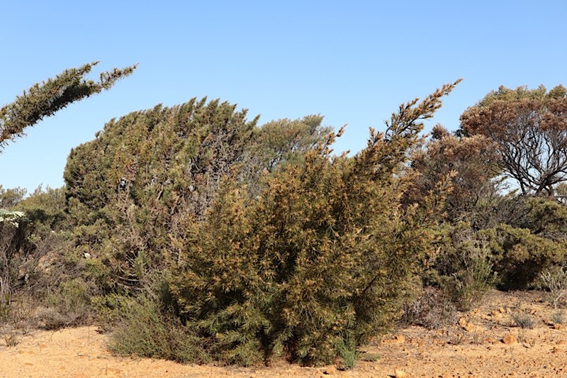 Allocasuarina pinaster photo 2