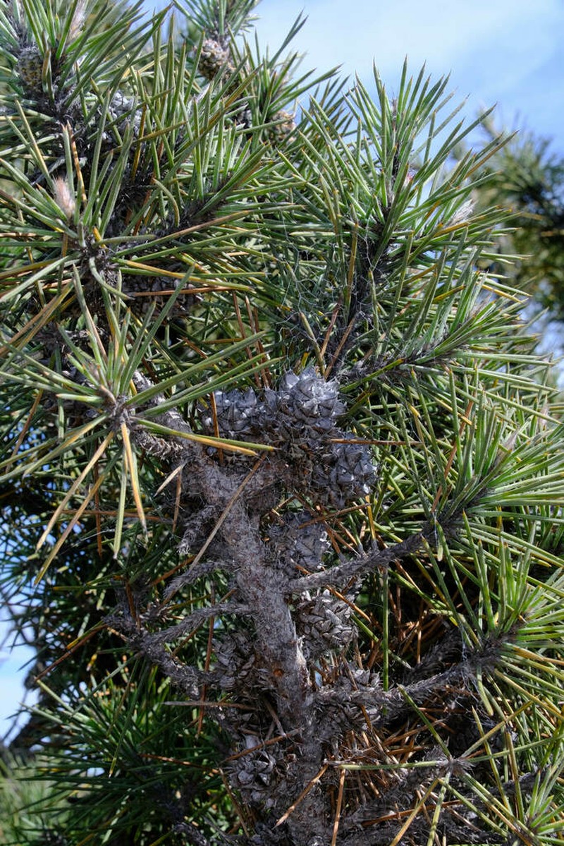 Allocasuarina pinaster photo 3