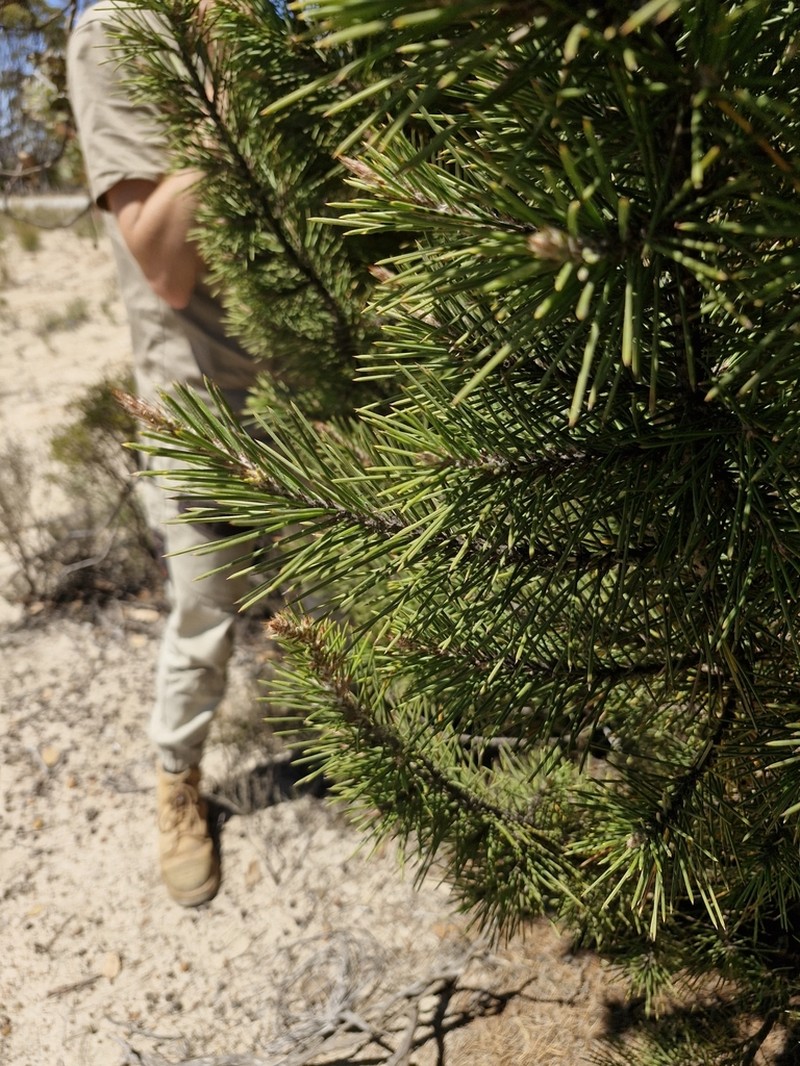 Allocasuarina pinaster photo 4