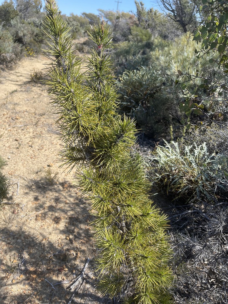 Allocasuarina pinaster photo 5