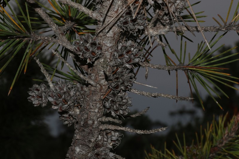 Allocasuarina pinaster photo 6