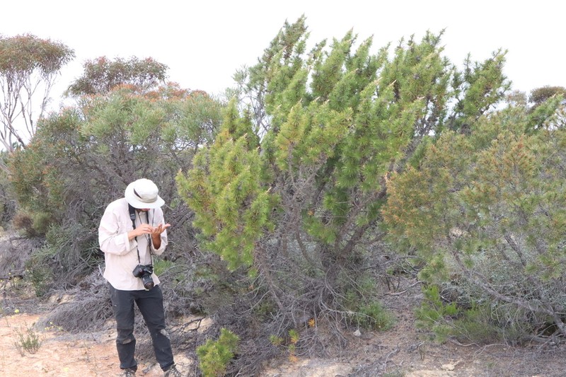 Allocasuarina pinaster photo 7