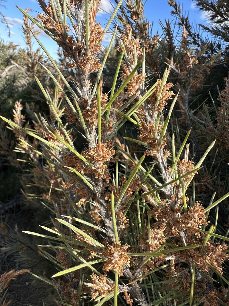 Allocasuarina pinaster photo 8