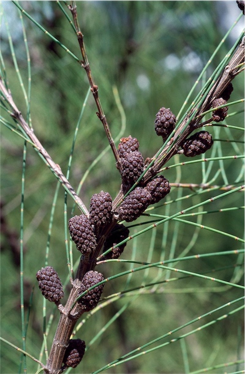 Allocasuarina portuensis
