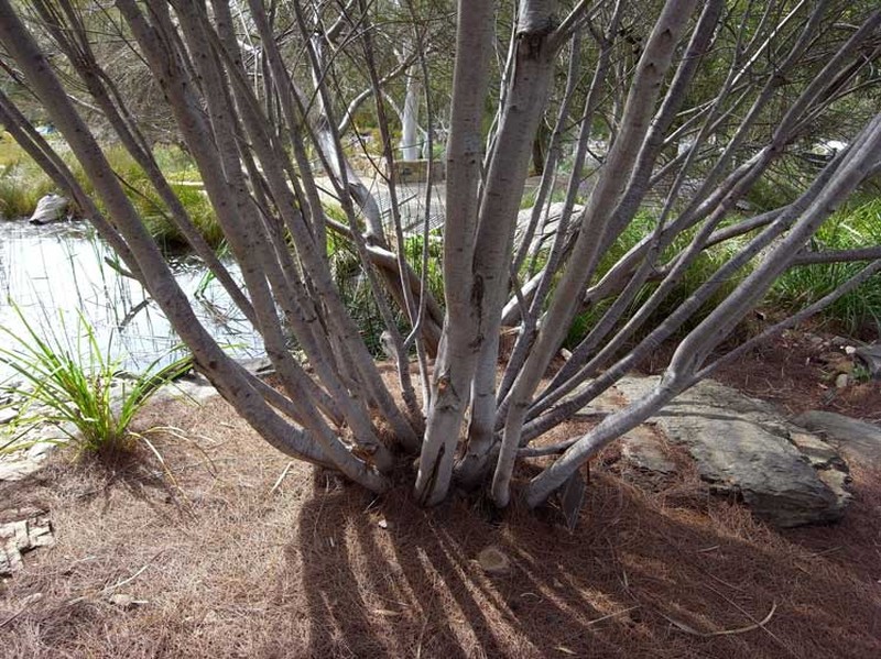 Allocasuarina portuensis photo 2