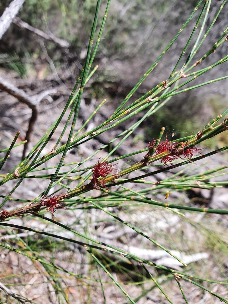 Allocasuarina portuensis photo 3