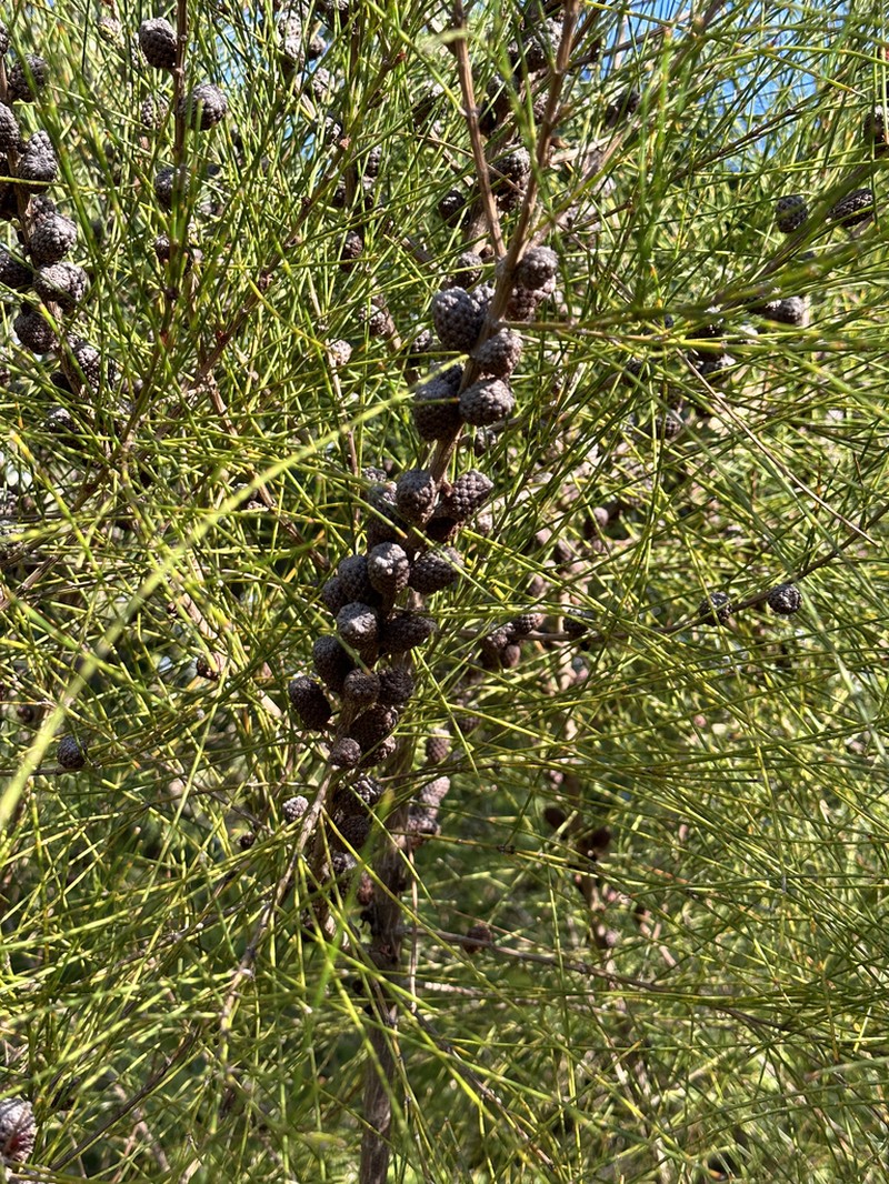 Allocasuarina portuensis photo 4