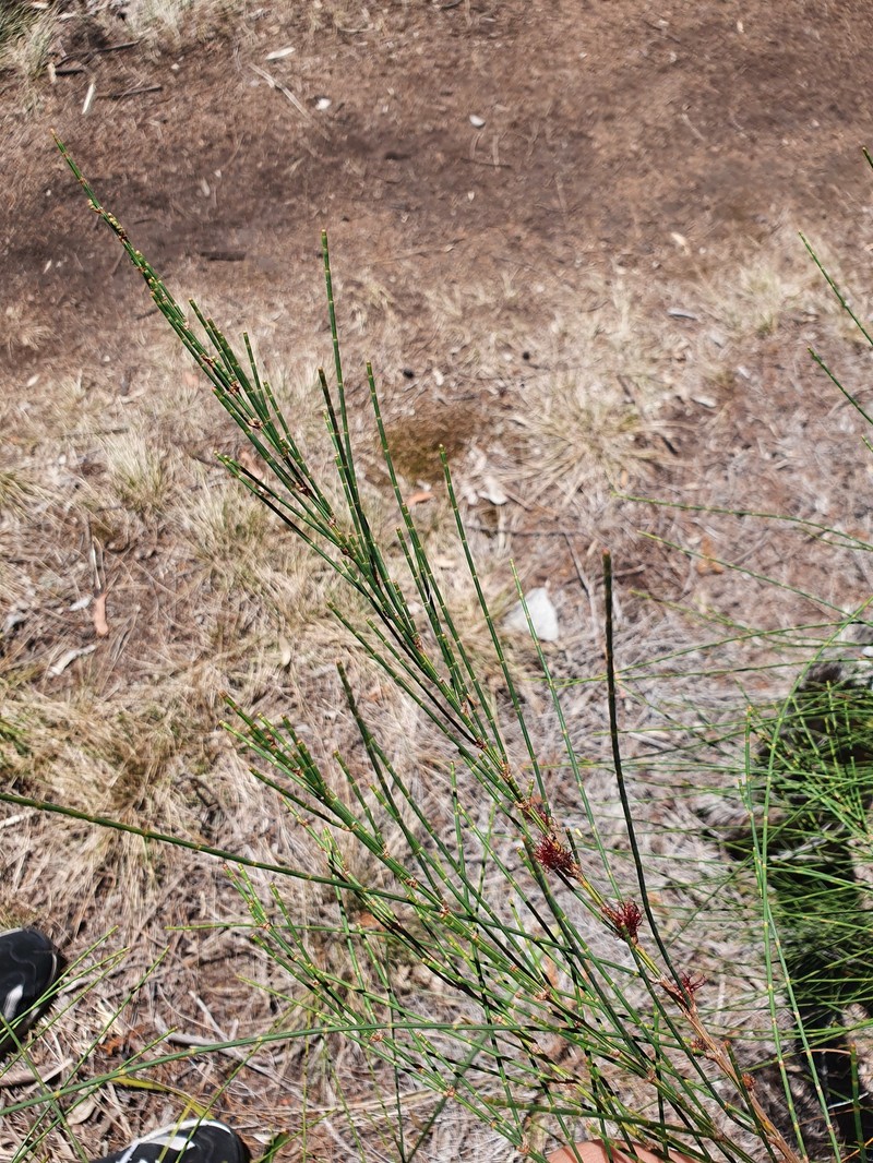 Allocasuarina portuensis photo 6