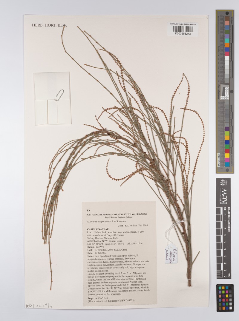 Allocasuarina portuensis photo 8