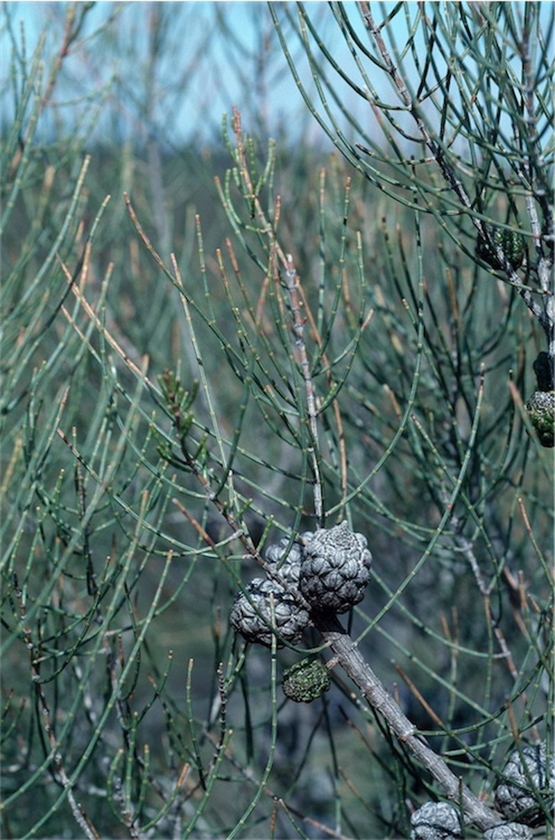 Dwarf She-Oak photo 2