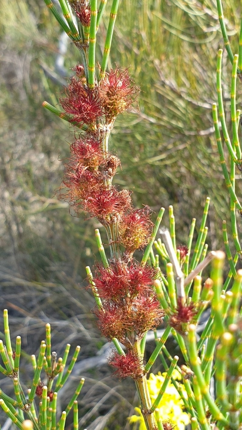 Dwarf She-Oak photo 4