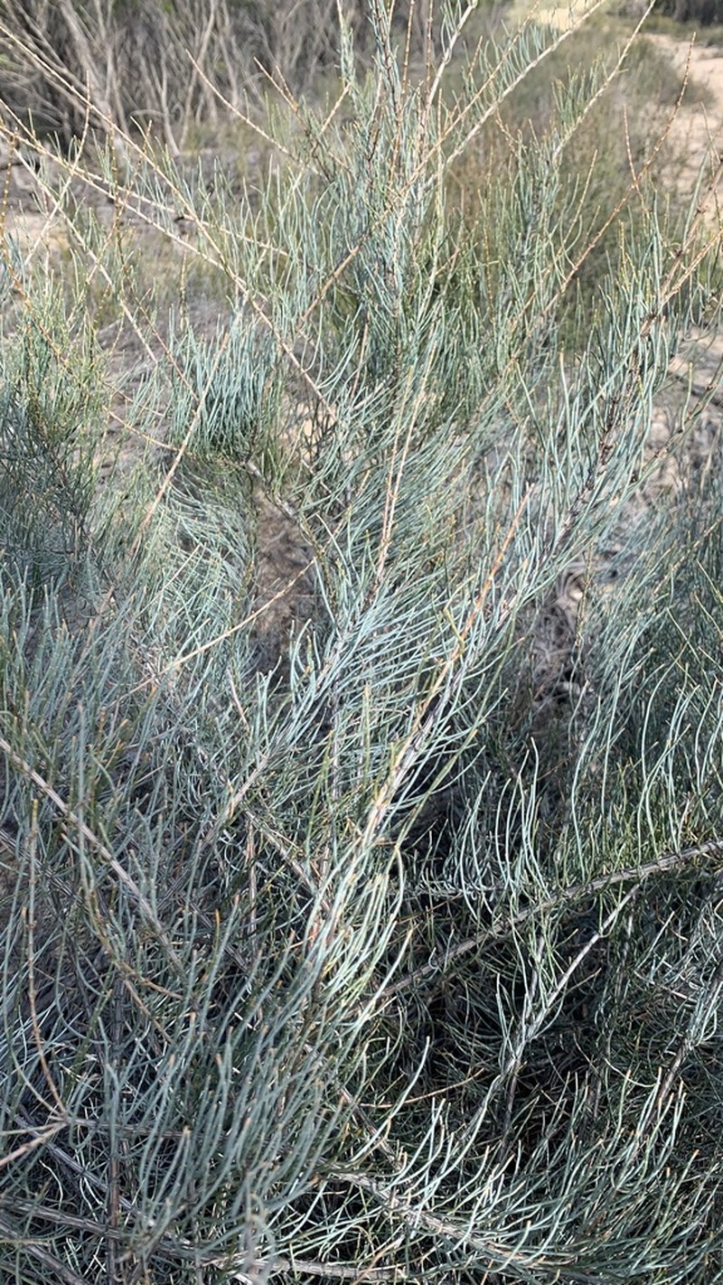 Dwarf She-Oak photo 5