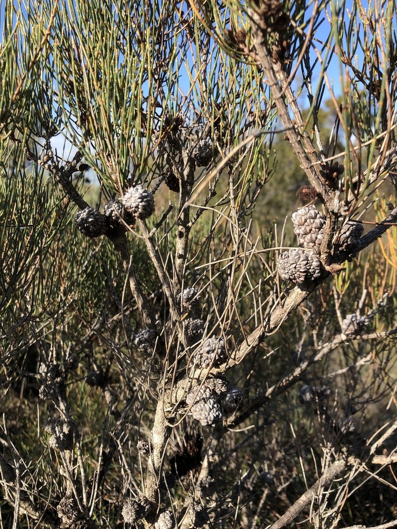 Dwarf She-Oak photo 6