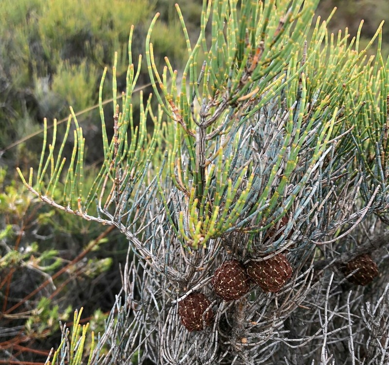 Dwarf She-Oak photo 7
