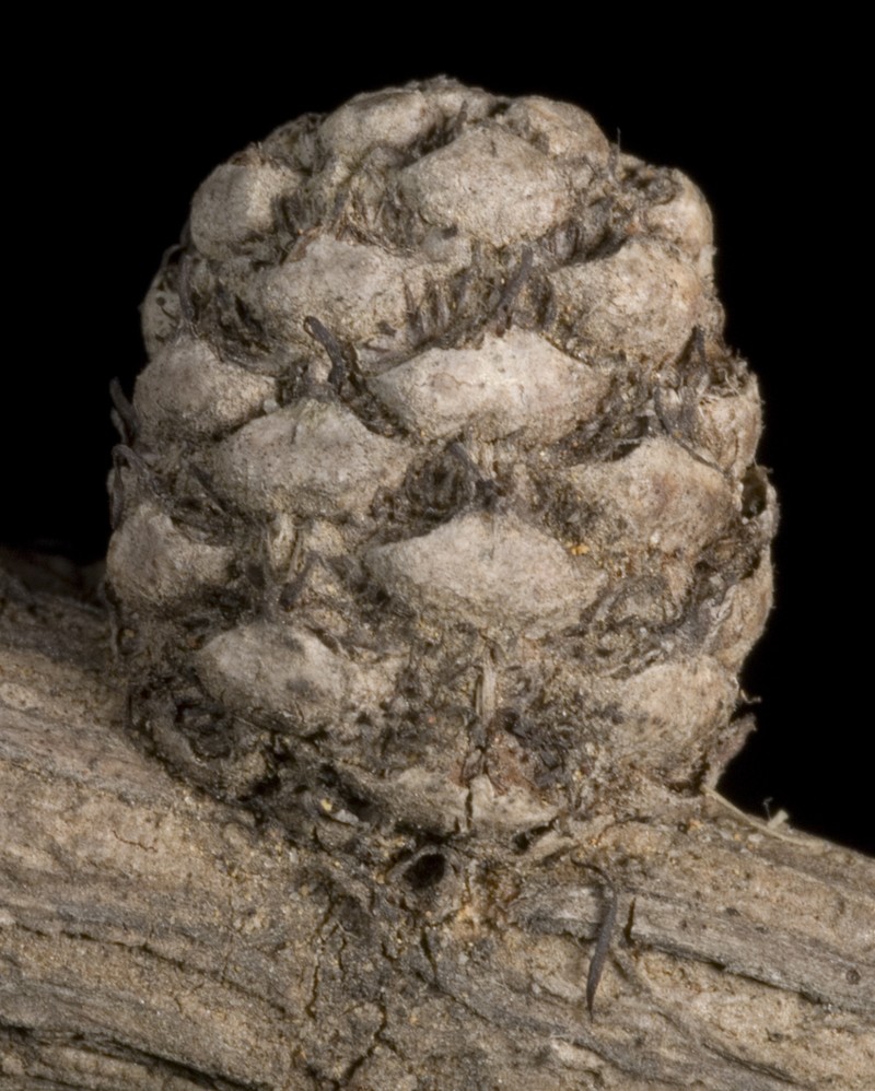 Allocasuarina ramosissima