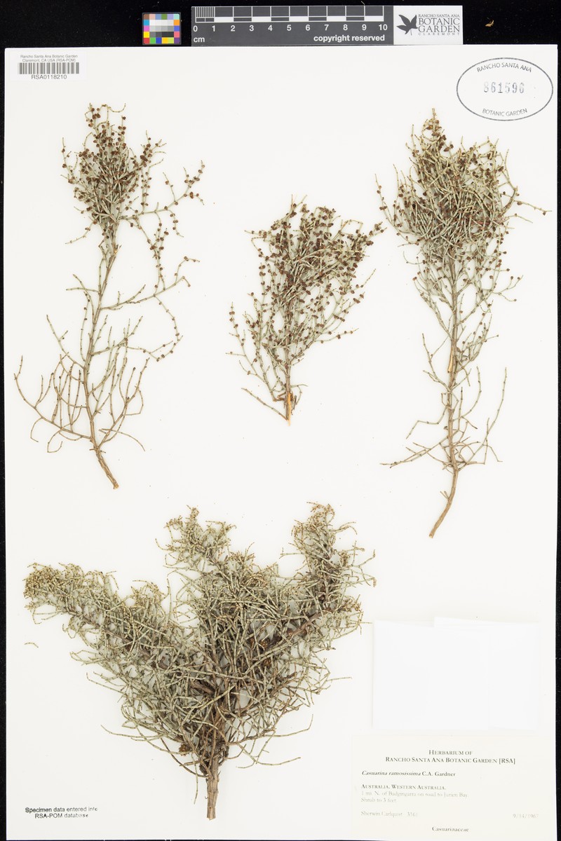 Allocasuarina ramosissima photo 2