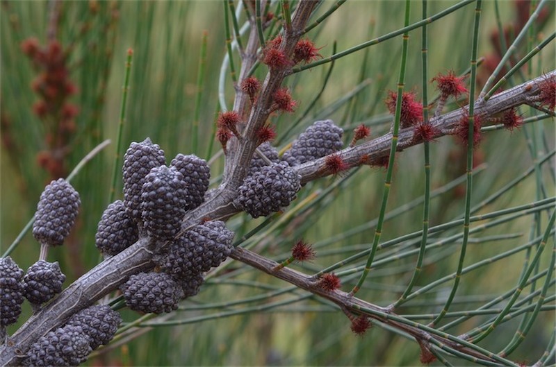 Allocasuarina rigida
