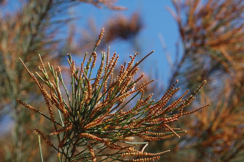 Allocasuarina rigida photo 2