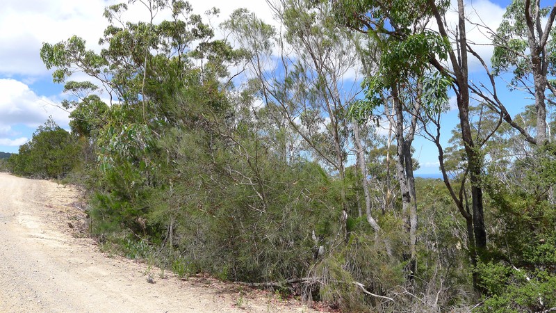 Allocasuarina rigida photo 3