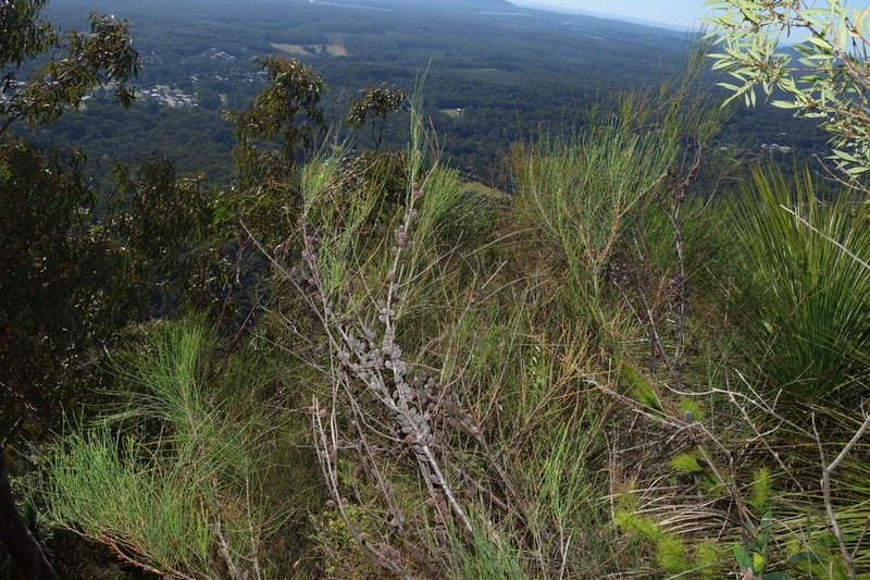 Allocasuarina rigida photo 4
