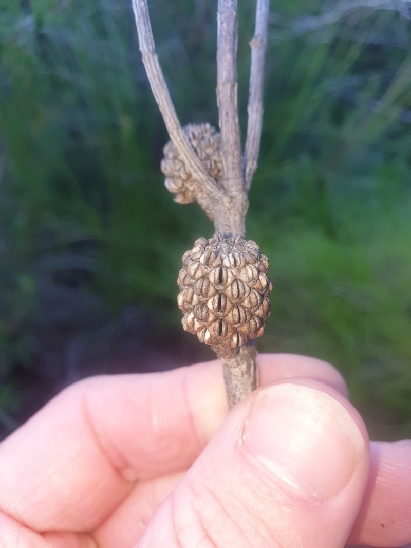 Allocasuarina rigida photo 5