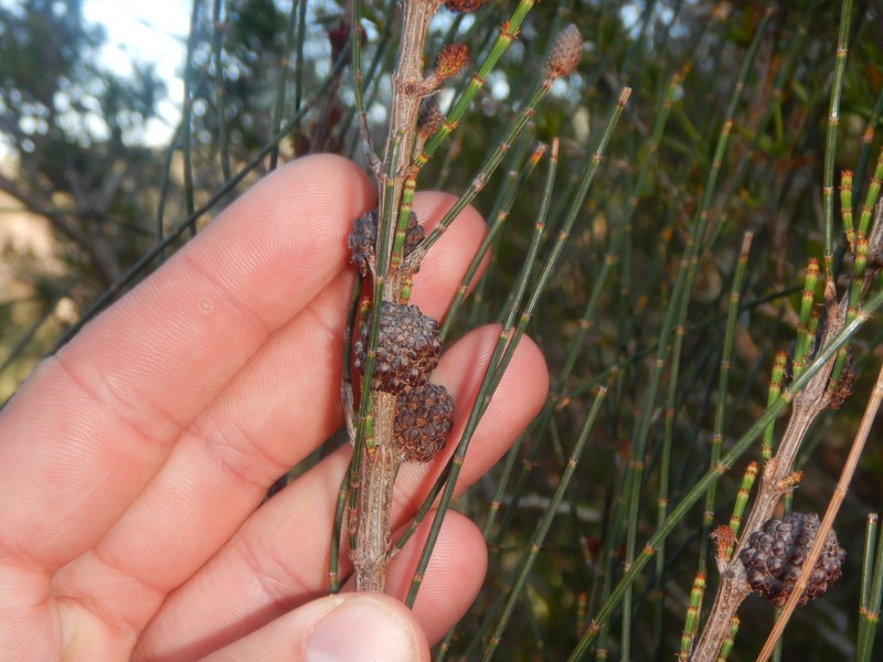 Allocasuarina rigida photo 6