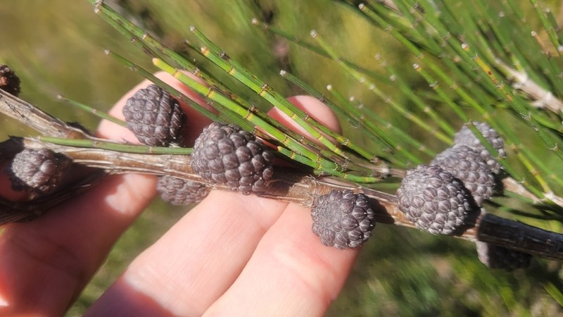 Allocasuarina rigida photo 7