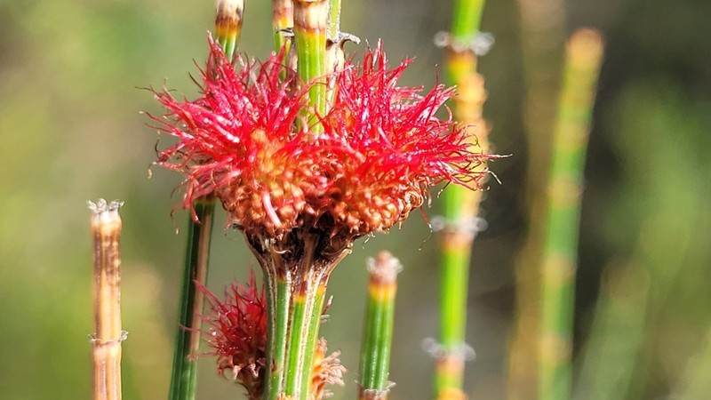 Allocasuarina rigida photo 8