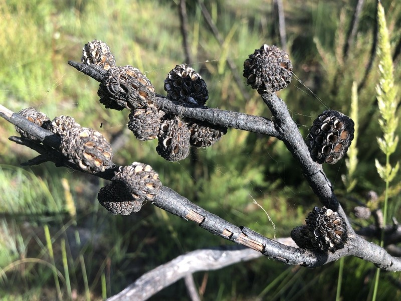 Allocasuarina robusta