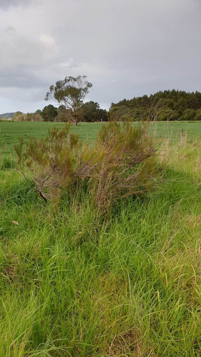 Allocasuarina robusta photo 2