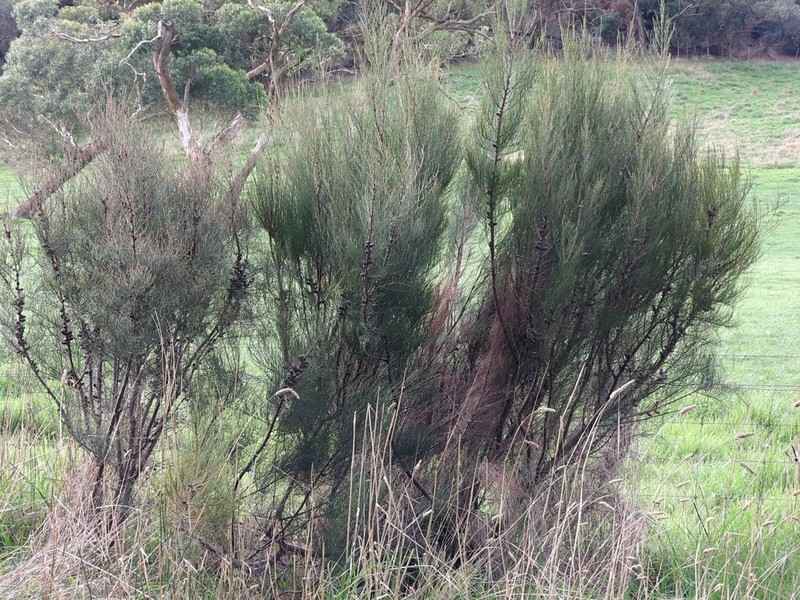Allocasuarina robusta photo 3