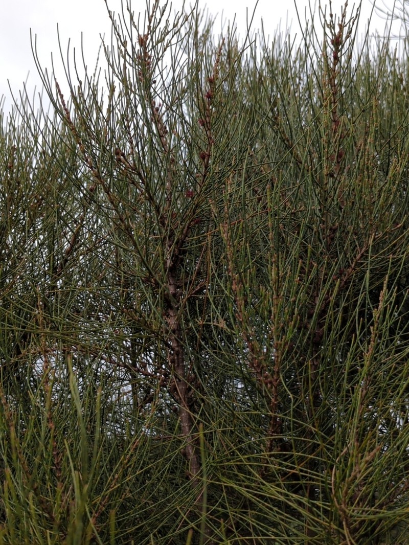 Allocasuarina robusta photo 4